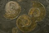 Fossil Ammonite Cluster - Posidonia Shale, Germany #377999-1